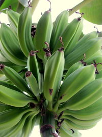 Close-up of plant