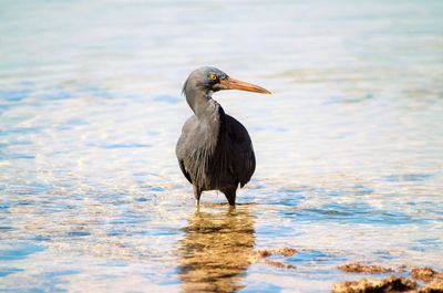 Bird perching on a lake