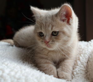 British shorthair kitten relaxing at home