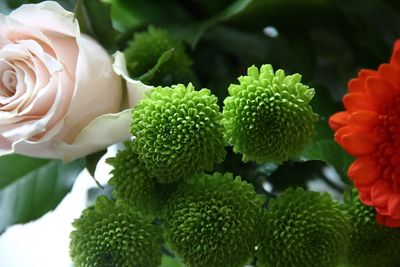 Close-up of flowering plant