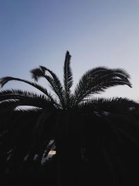 Low angle view of palm trees against clear sky