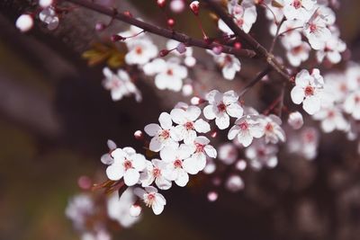 Close-up of cherry blossom tree