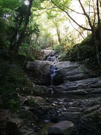 Stream flowing through rocks in forest