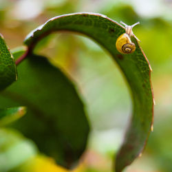 Close-up of snail on leaf