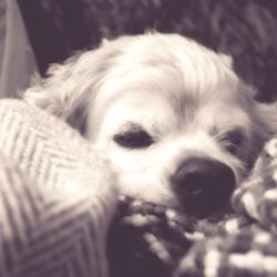 Close-up of dog sleeping