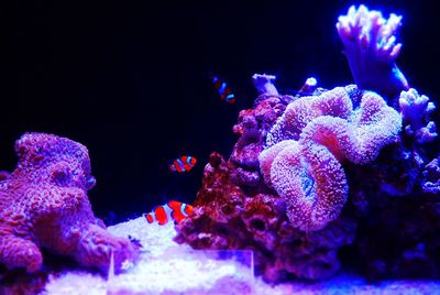 Close-up of fish swimming in aquarium