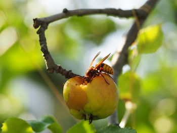 Close-up of fruit on plant