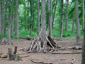 View of trees in forest