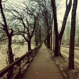 Bare trees against sky