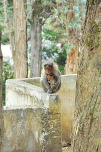 Monkey sitting and carring baby monky