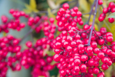 Close-up of fresh pink flowers