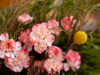 Close-up of pink flowering plants