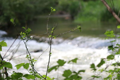 Close-up of water drops on spider web