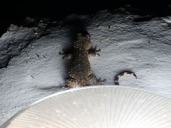 High angle view of lizard