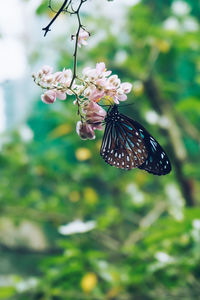 Close-up of butterfly pollinating on flower