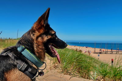 Dog looking at sea shore against sky