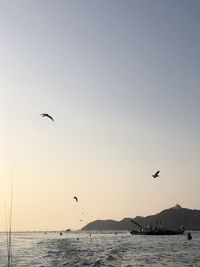 Birds flying over sea against sky