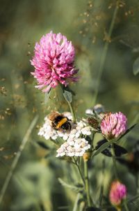 Close-up of honey bee on pink flower