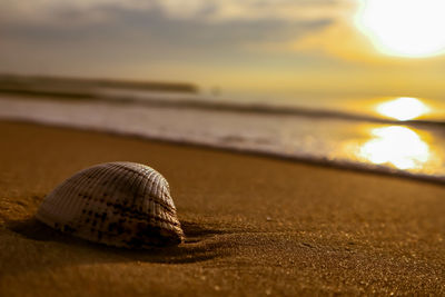 Close-up of shell on beach