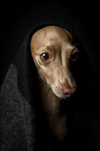 Close-up portrait of a dog over black background