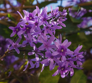 Close-up of purple flowering plant