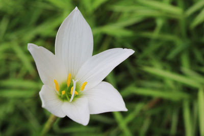 Close-up of white crocus flower