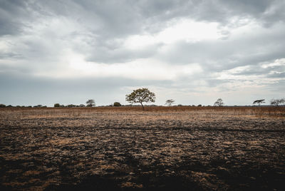 Scenic view of field against sky