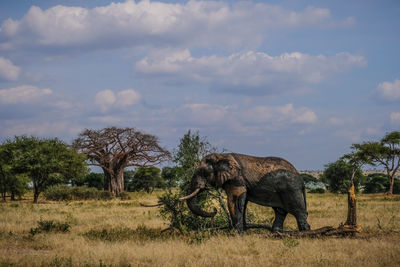 Single elephant chopping wood in in front of baobabtree and cloudy sky