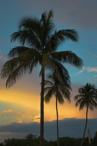 Silhouette palm tree by sea against sky during sunset