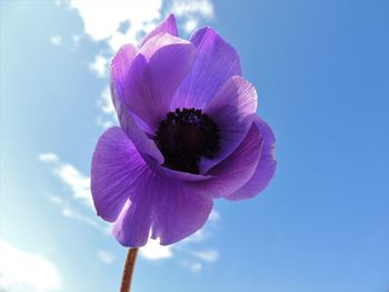 Close-up of purple flower blooming against blue sky