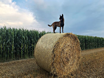 Malinois on field 