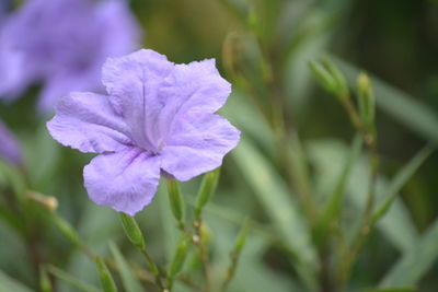 Close-up of purple flowering plant