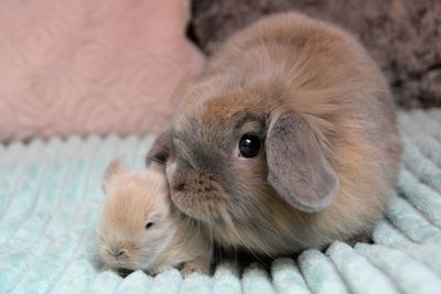 Close-up of an animal lying on bed