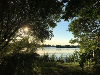 Reflection of trees in lake