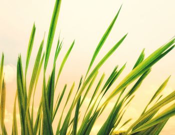 Close-up of fresh green grass