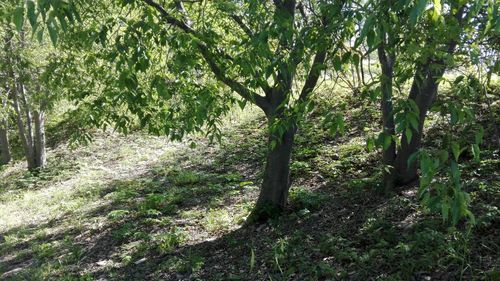 Low angle view of trees against sky