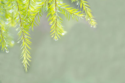 Close-up of raindrops on pine tree