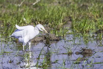 White heron on a lake eating two frogs