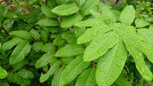 Raindrops on green leaves of tropical forest