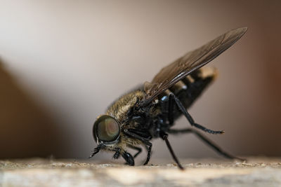 Fly insect eye and body parts details,wild spring animal nature closeup