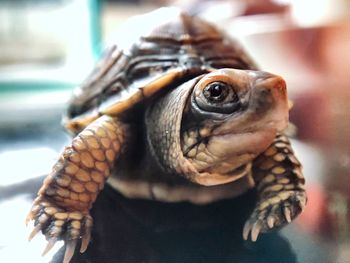 Close-up of turtle