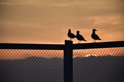 Silhouette birds perching on chainlink fence against sky during sunset