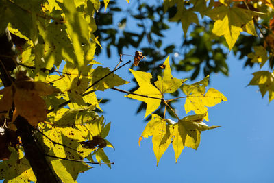 Low angle view of yellow leaves against sky