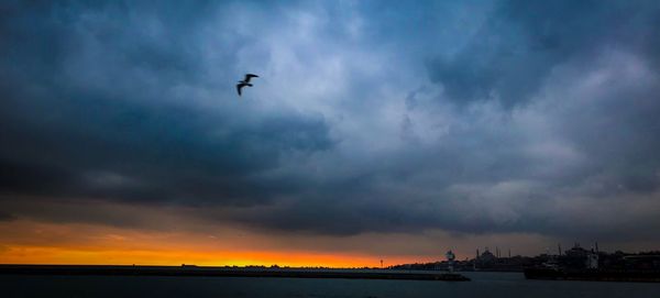 Silhouette birds flying over sea against sky