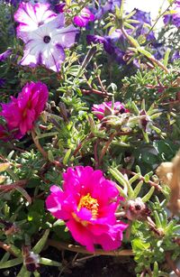 Close-up of pink flowers