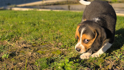 pet
