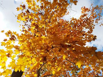 Low angle view of yellow tree against sky during autumn