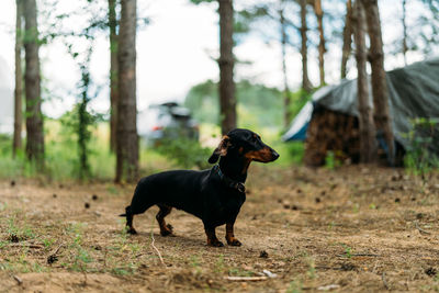 Dog looking away on field