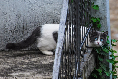 Portrait of cat