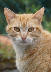 Close-up portrait of cat